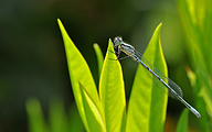 Azure Bluet (male, Coenagrion puella)